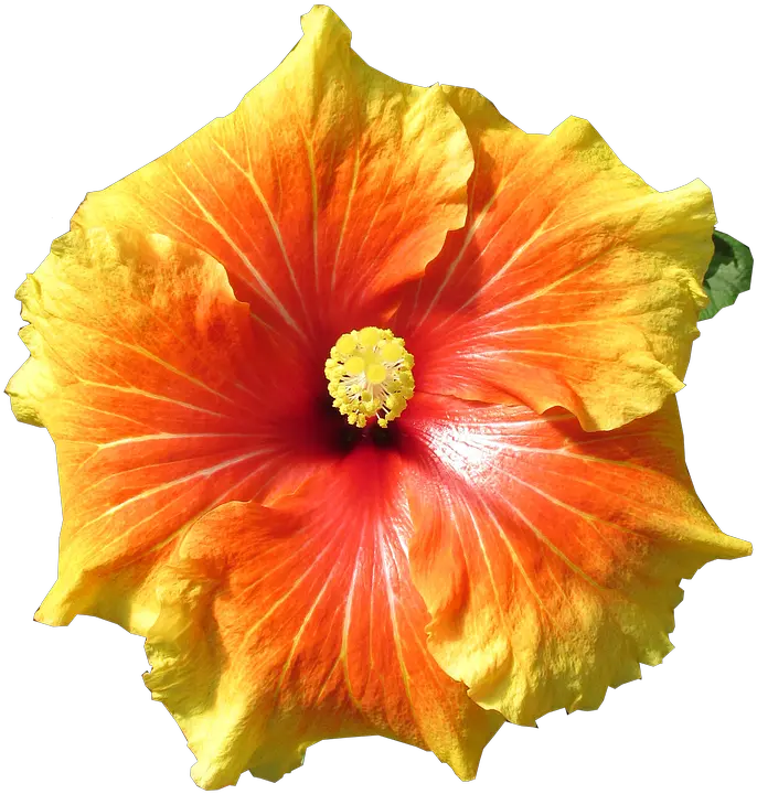 Hibiscus Flower Tropical Free Photo On Pixabay Hibiscus Png Hibiscus Flower Png