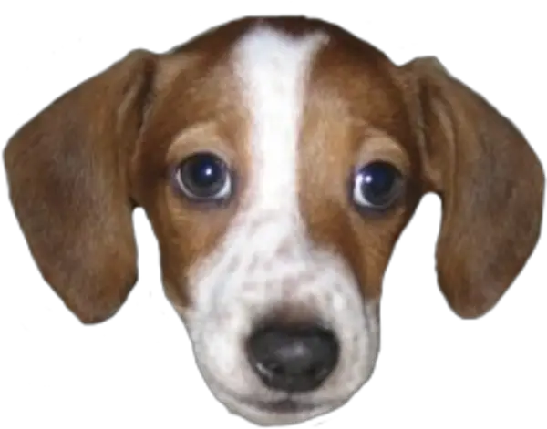 Frankerz Emote Transparent Png Frankerz Twitch Emote Residentsleeper Png