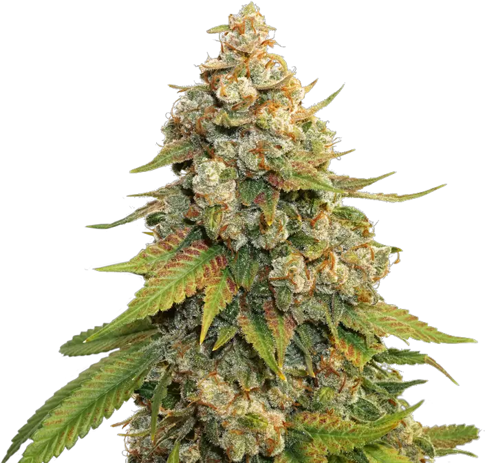 Golden Lemon Haze Seedstockers Strain Lemon Haze Hd Png Haze Png