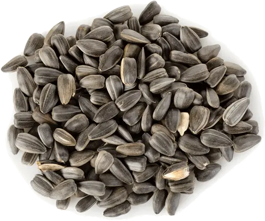 Sunflower Seed Png 1 Image Sunflower Seeds In Urdu Seed Png