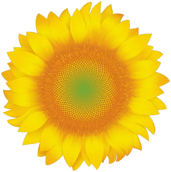 Black And White Transparent Clear Background Sunflower Png