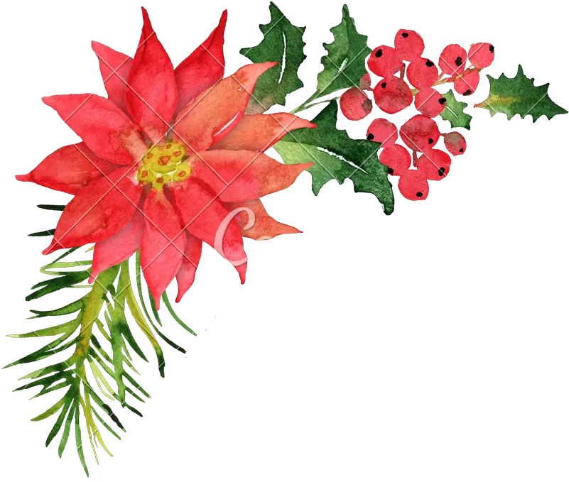 Poinsettia Bouquet Transparent Png Poinsettia Clipart Transparent Background Poinsettia Png