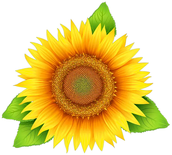 Black And White Sunflowers Png