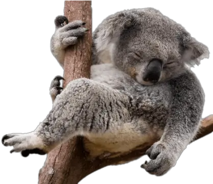 Koala Png Images Transparent Background Koala Transparent Background Koala Transparent