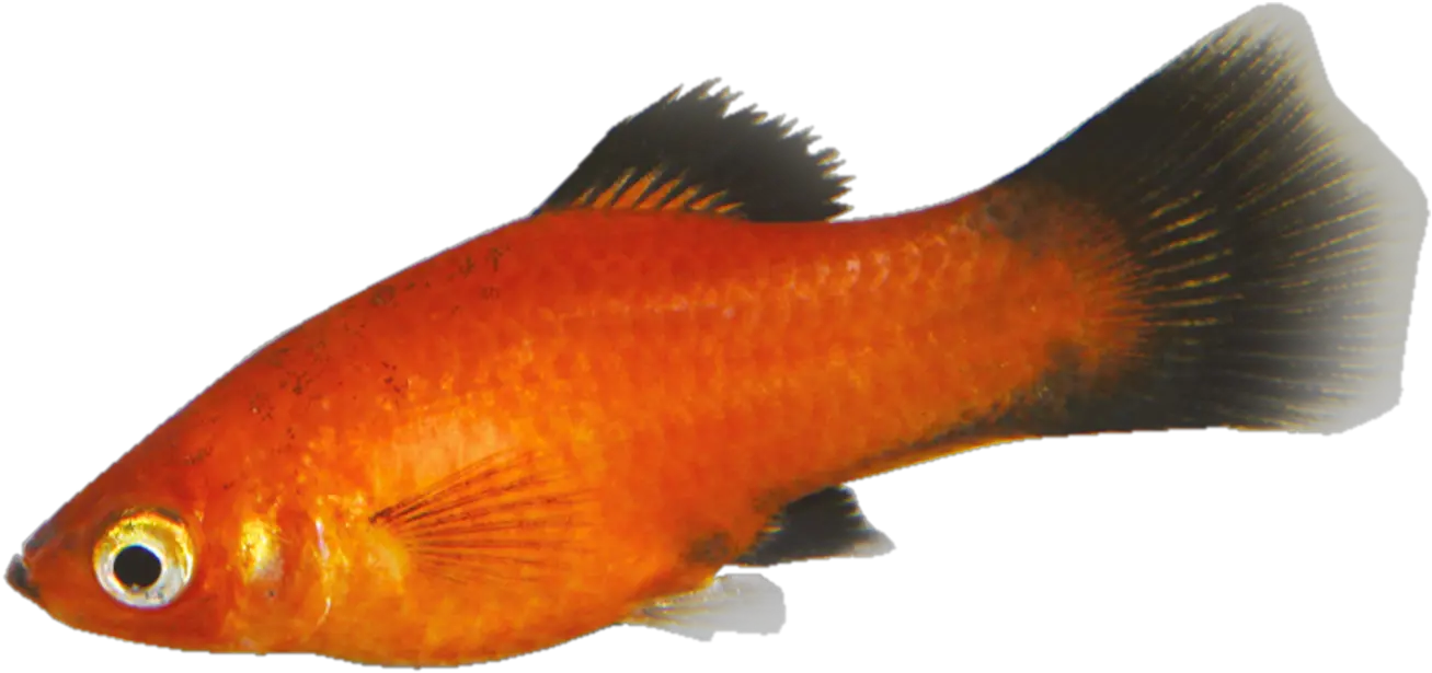 Tropical Fish Pair Goldfish Png Tropical Fish Png