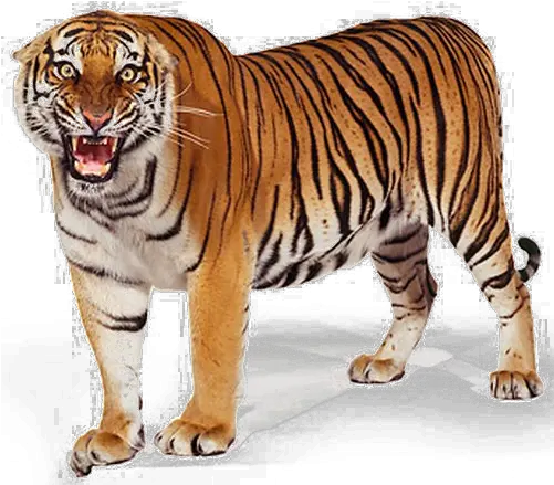 Bengal Tiger Clipart Transparent Bengal Tiger Png Tigers Png