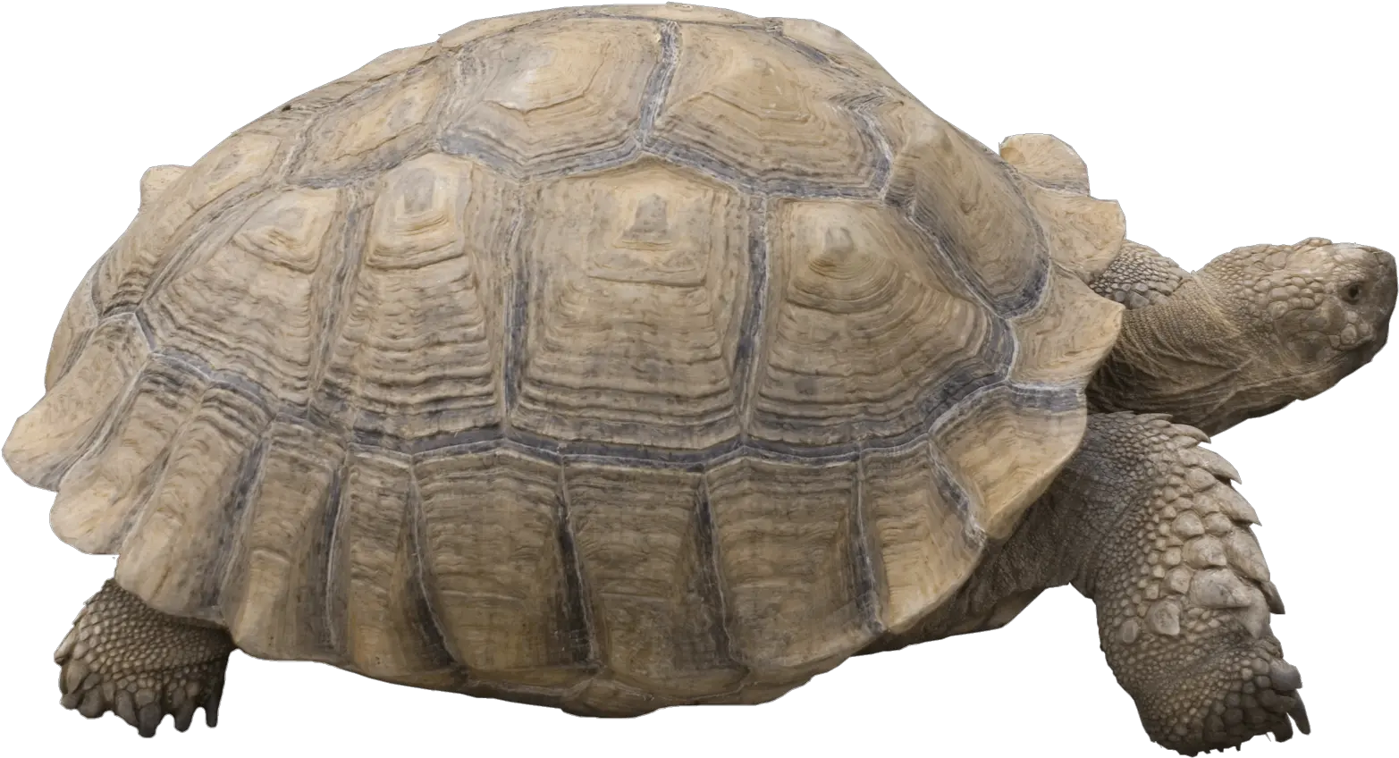 Tortoise Png Transparent Images 10 Tortoise Png Tortoise Png