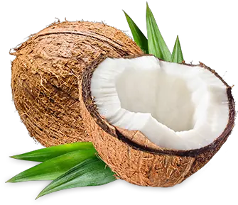 Coconut Png Pictures Fresh Coconut Hd Png Coconut Png