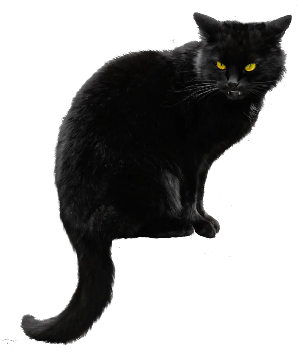 Cat Background Png