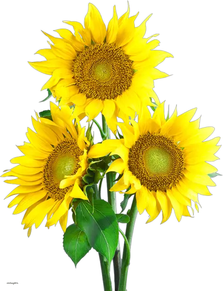 Black And White Sunflower Boarder Png