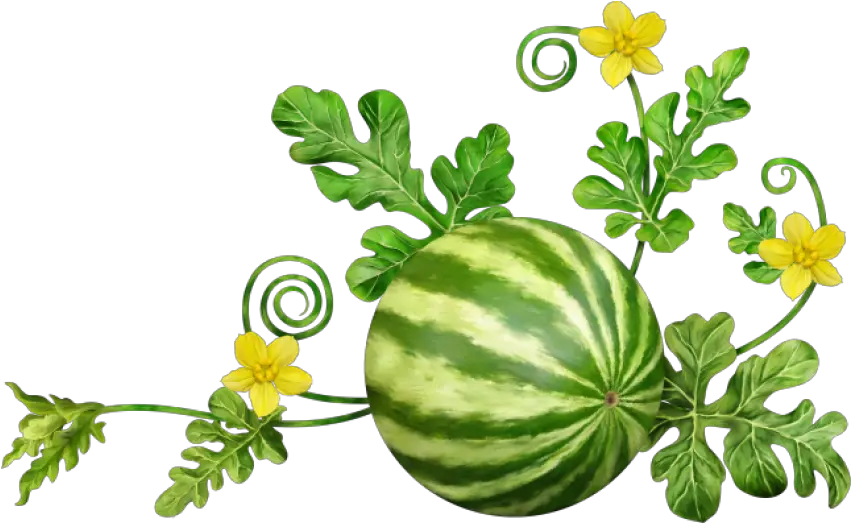 Watermelon Png Photo 284 Free Png Download Image Png Watermelon Plant Clipart Png Melon Png