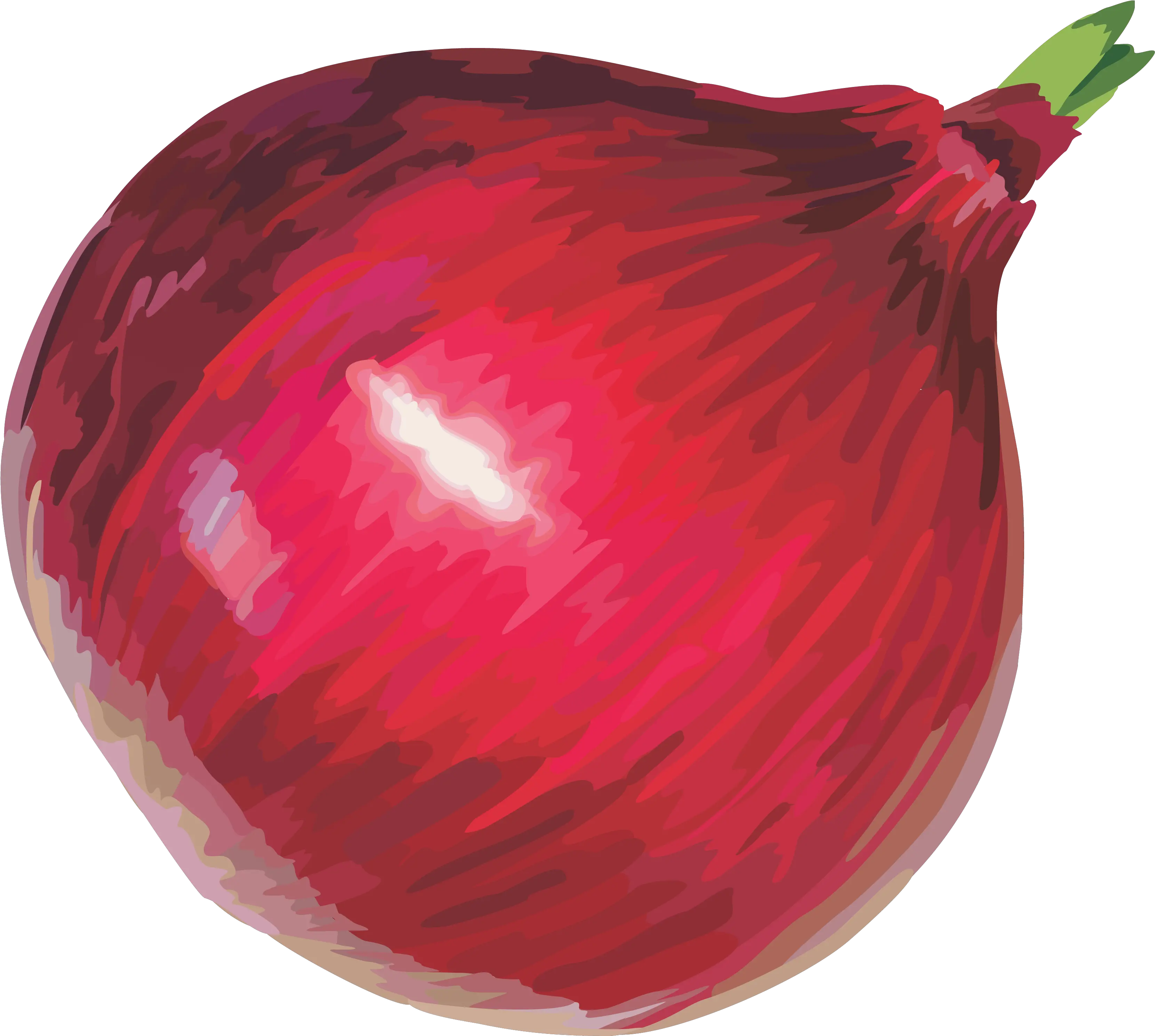 Onion Png Images Free Download Piyaj Png Onion Png