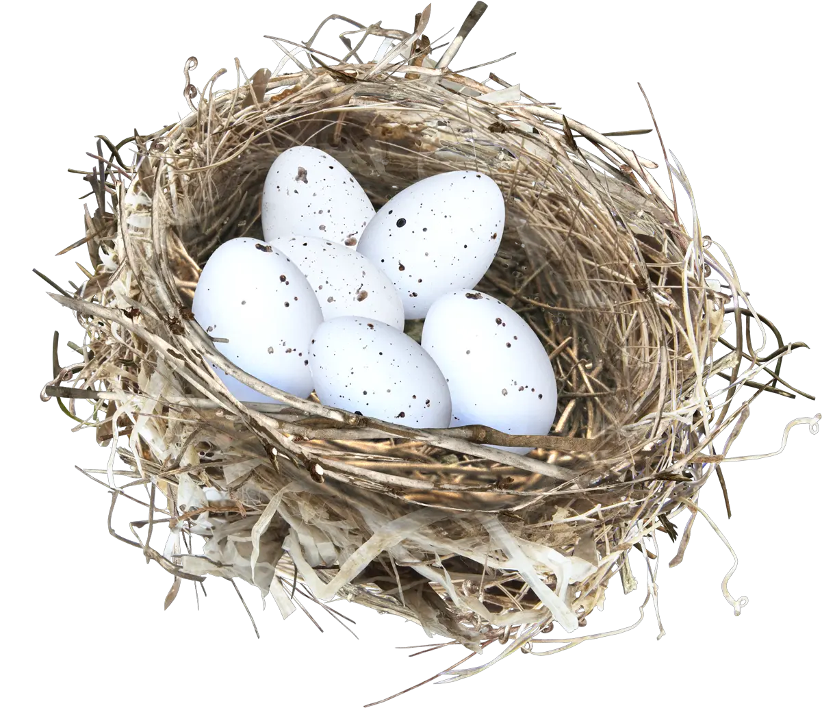 Nest Png Eggs On The Nest Nest Png