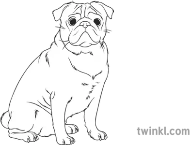 Selective Breeding Pug Black And White Illustration Twinkl Map Of Africa Black And White Png Pug Transparent