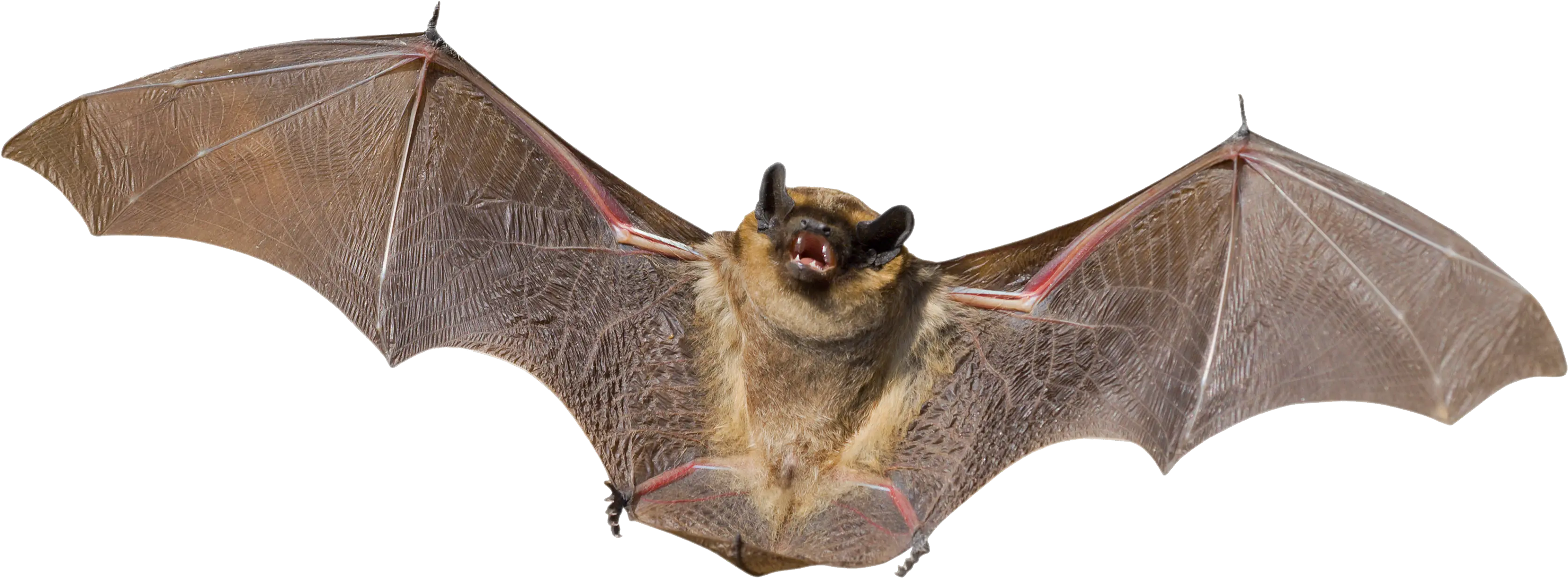 Download Bat Png Images Free Bat Png Bat Transparent