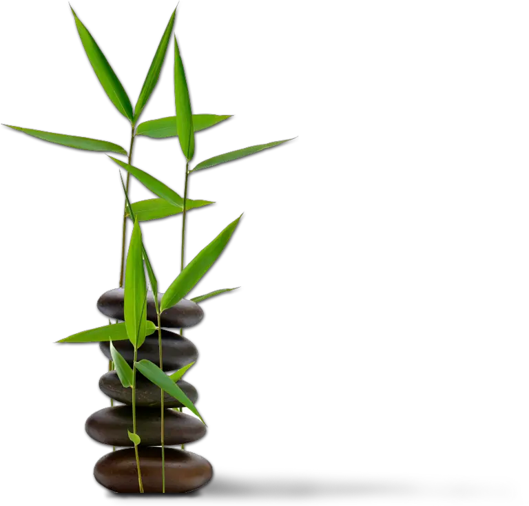 Download Feng For Spa Bamboo Shui Massage Dummies Clipart Spa Stone Bamboo Png Bamboo Leaves Png