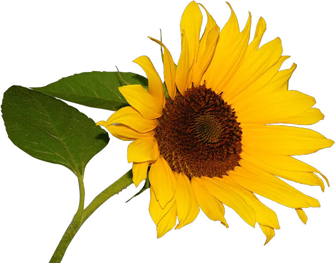 Download Girasol Full Fresh Png Girasol Png