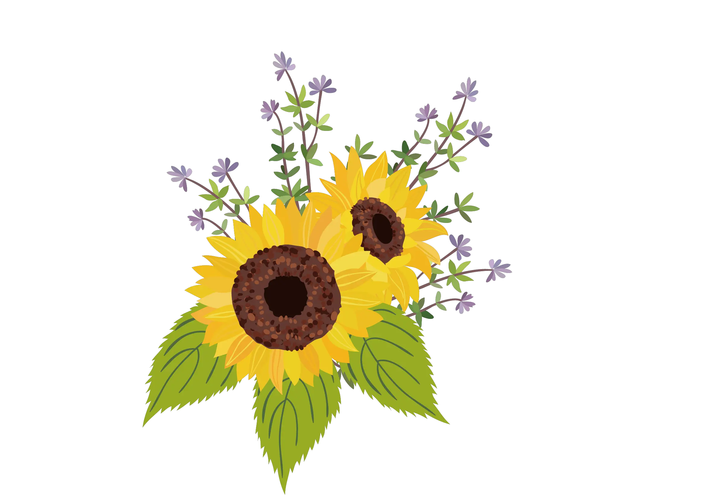 Beautiful Sunflowers Png