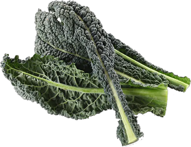 Download Kale Drawing Wild Mustard Rotten Kale Png Kale Png