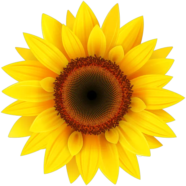 Animated Sunflower Png