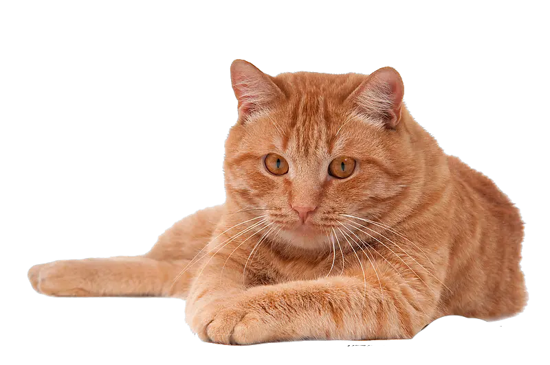 2 Cats Png