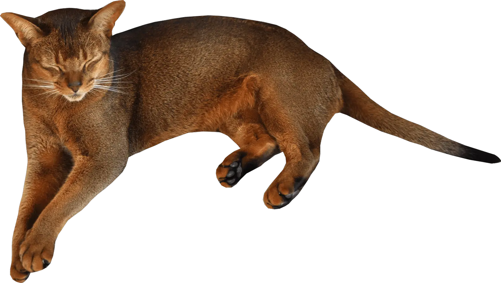 A Cat Png