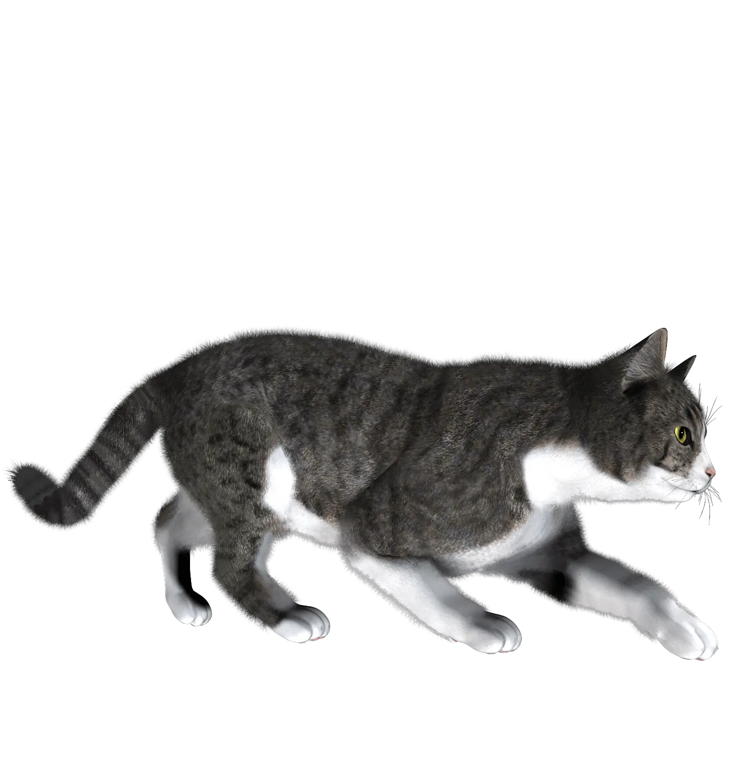 Tabby Cat Png