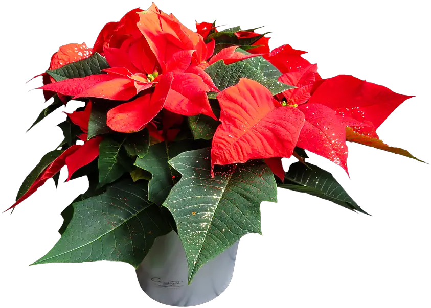 Flower Poinsettia Plant Poinsettia Plant Png Poinsettia Png