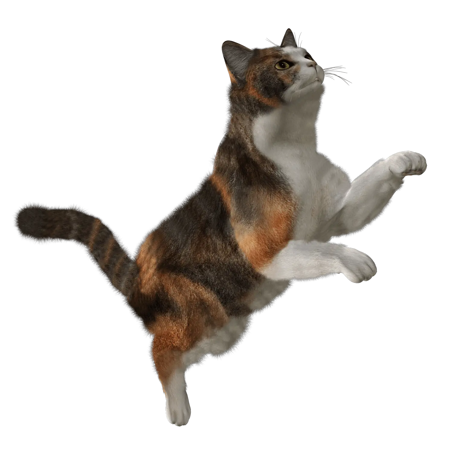 Siamese Cat Png