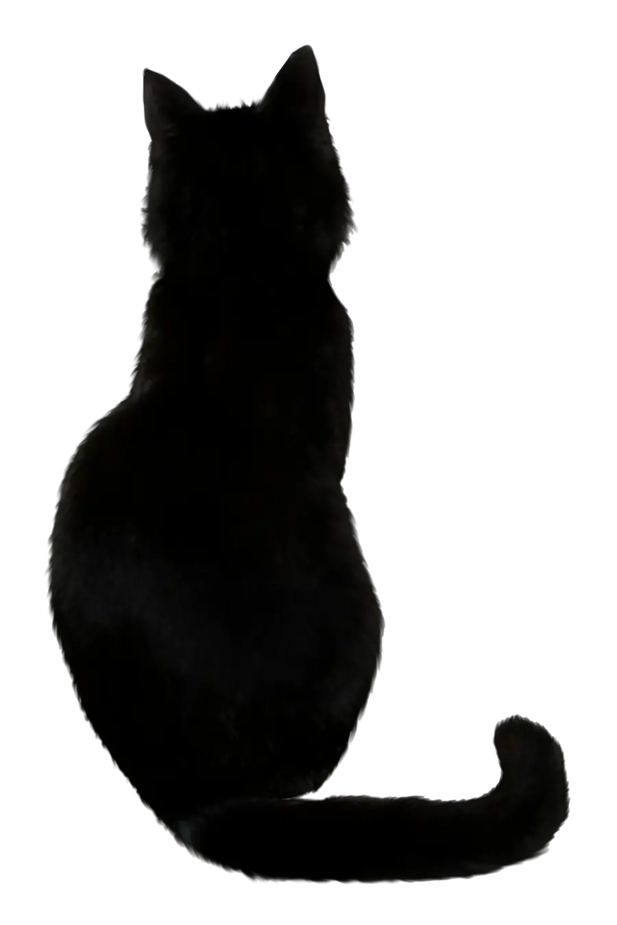 Pop Cat Transparent Png