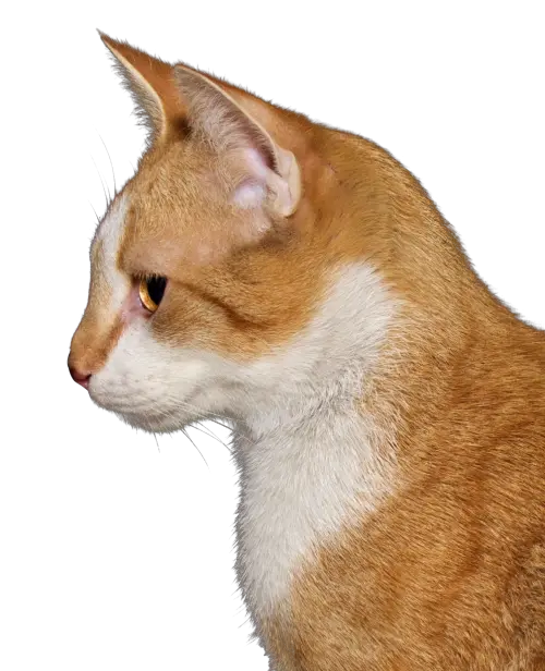Png Image Cat