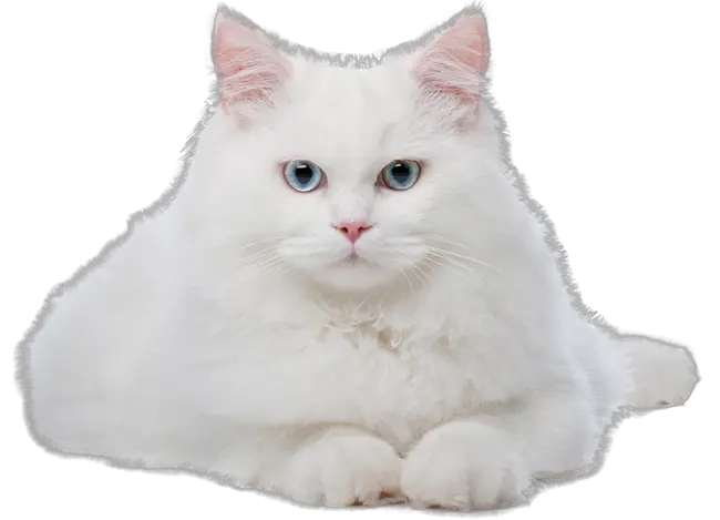 Cat Transparent Background Png