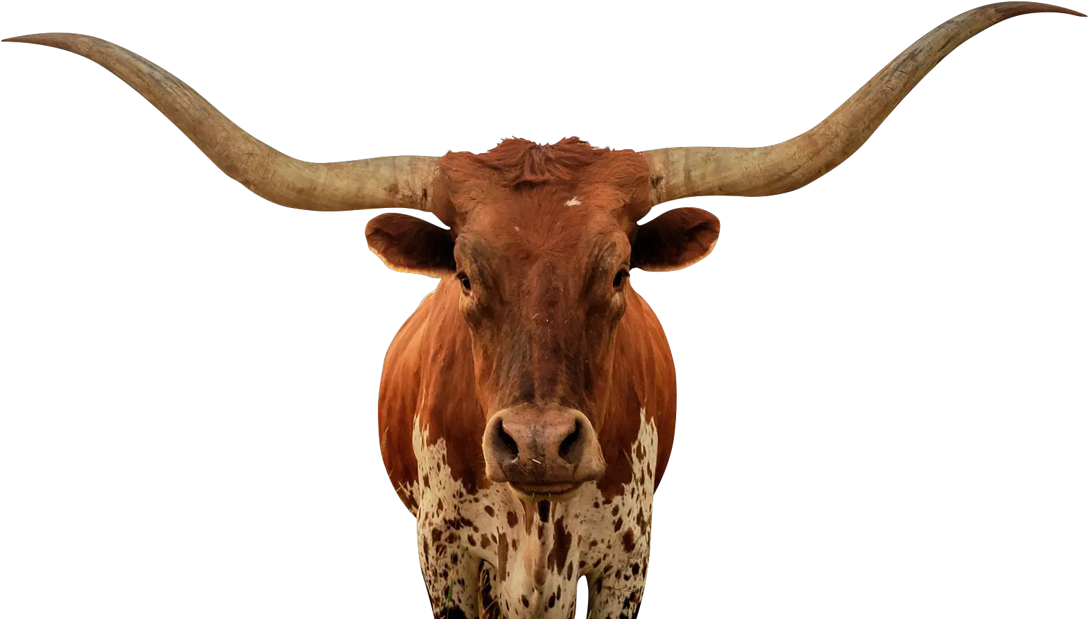 Download Bull Png Longhorn Bull No Background Texas Longhorn Cattle Png Bull Png