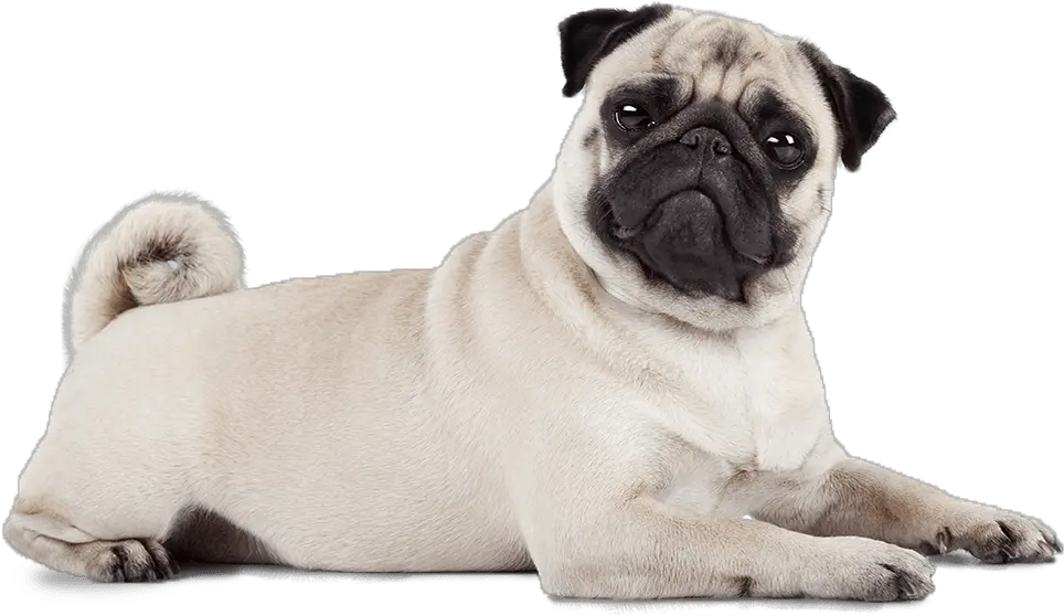 Vital Essentials Pug Png Alpha Icon Dog Clothes