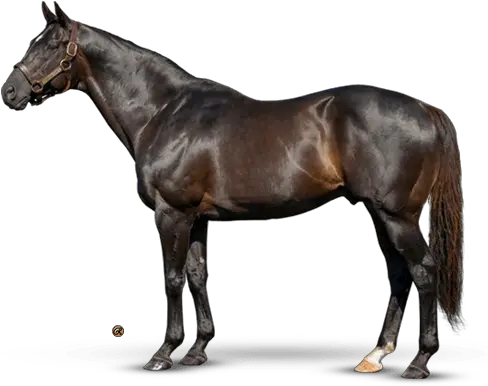 More Than Ready Winstar Farm Laoban Stallion Png Roy Mustang Icon