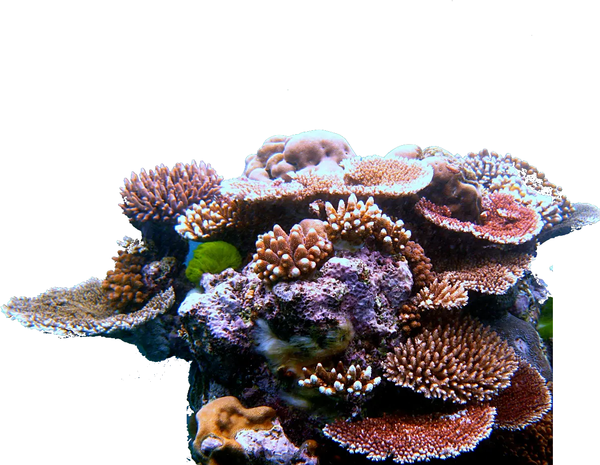 Coral Reef Triangle Transparent Coral Reef Png Coral Reef Png