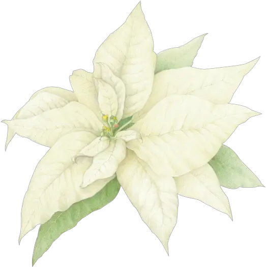 Christmas Poinsettia White Poinsettia Png Poinsettia Png