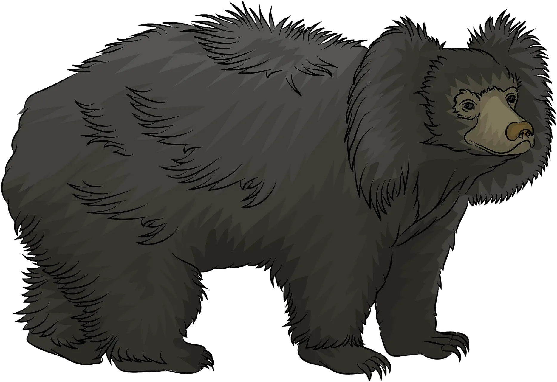 Sloth Bear Clipart Free Download Transparent Png Creazilla Sloth Bear Clipart Sloth Transparent