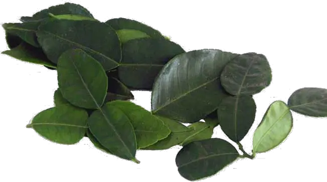 Kaffir Lime Leaves Transparent Background Png Arts Dark Green Tree Leaves Leaves Transparent Background