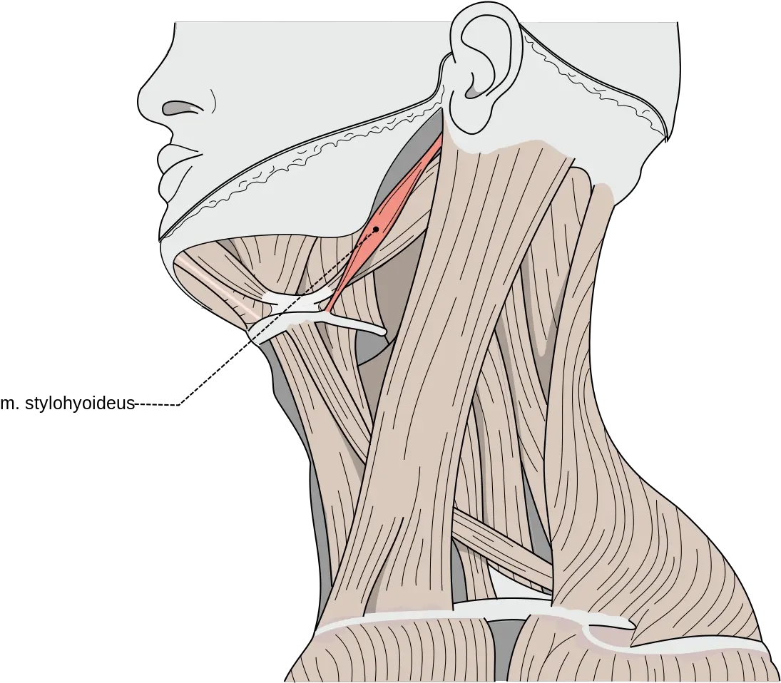 Stylohyoid Muscle Wikipedia Stylohyoid Muscle Png Muscle Png