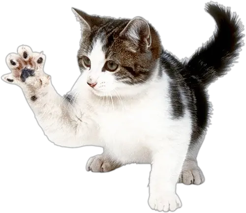 Cat Png Meme