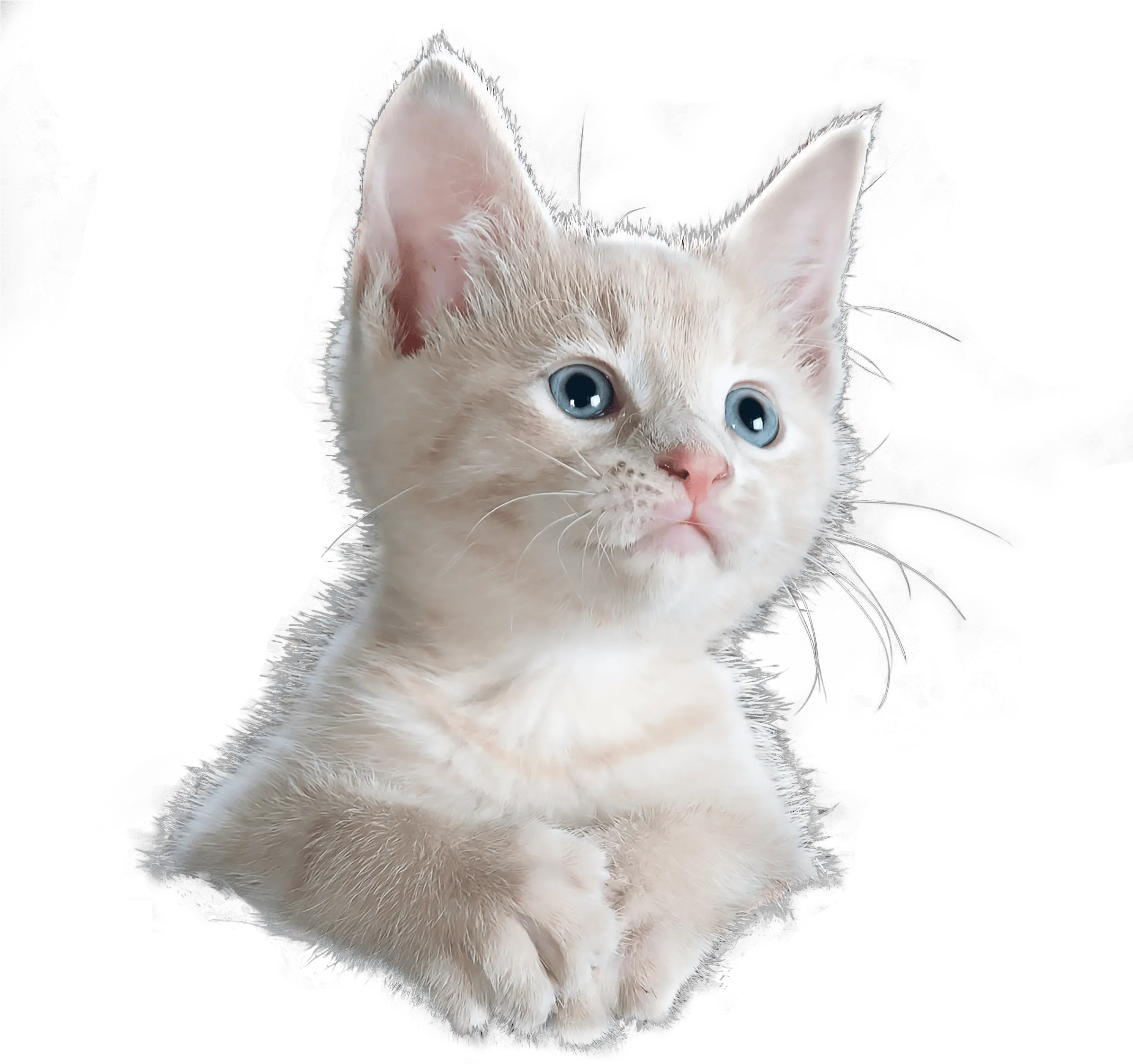 Kitten Png Overlays For Designers And Animal Abuse Awareness Poster Kitten Png