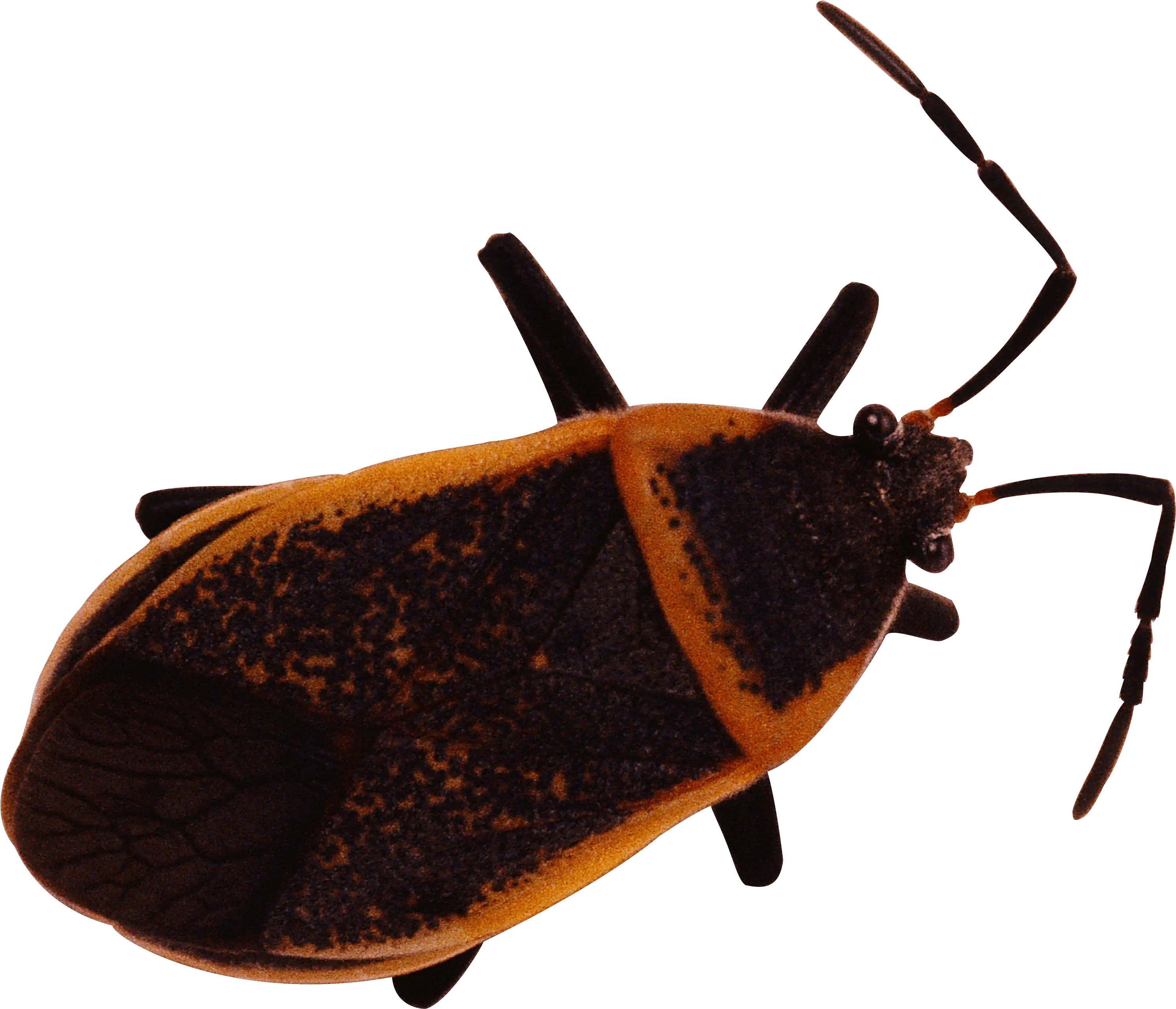 Download Bug Png Image Hq Freepngimg Chinese Bed Bugs Bug Png