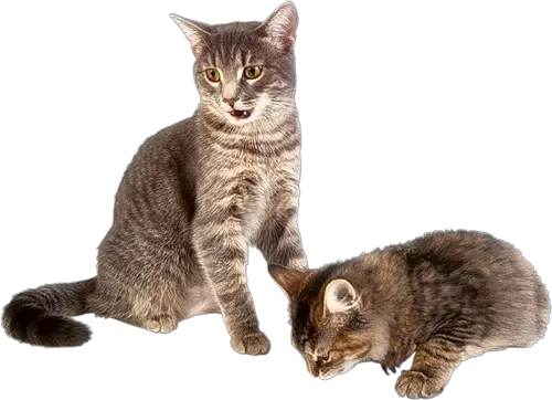 Cat Png Gif