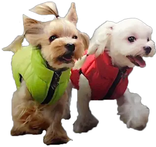 Ianypet Png Alpha Icon Dog Clothes