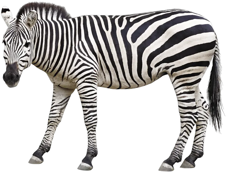 Zebra Animal Mane Animals And Their Baby Flashcard Png Zebra Png