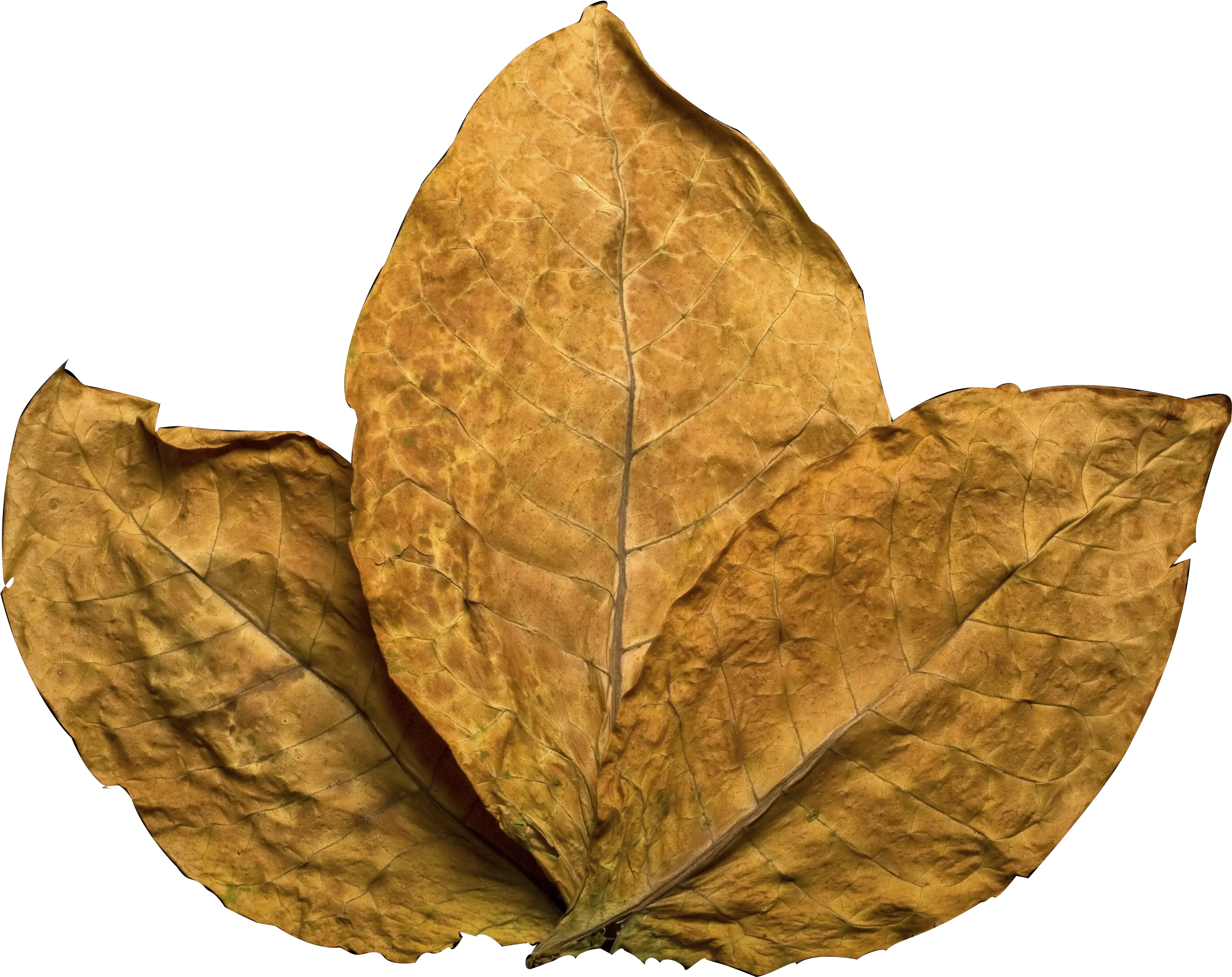 Download Tobacco Leaf Tobacco Leaf No Background Png Tobacco Leaf Png