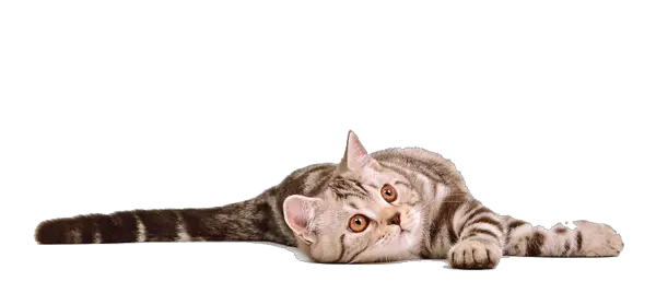 Orange Cat Png