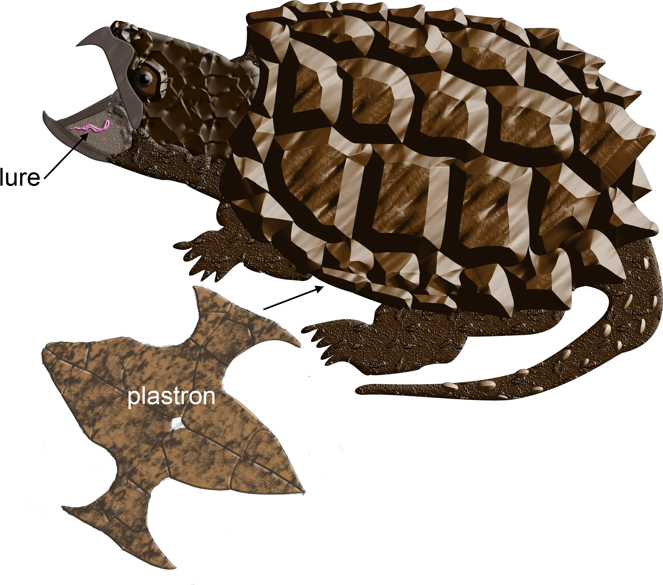 Illinois Natural History Survey Turtles Tortoise Png Turtle Png