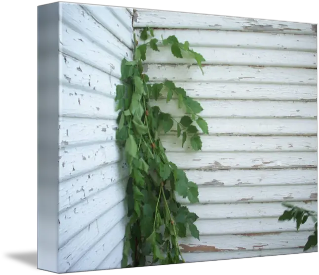 Vines Horizontal Png Wall Vines Png